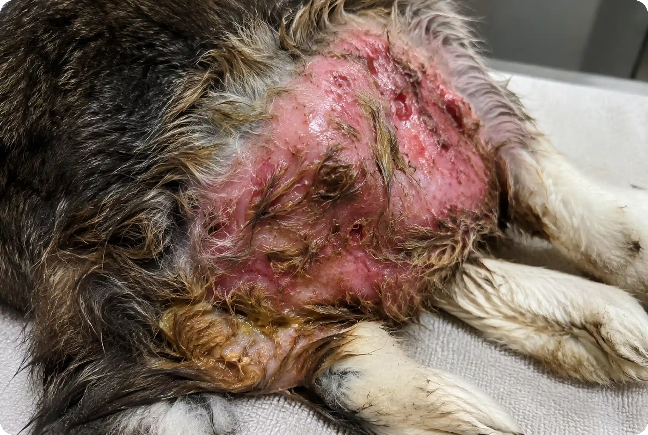 Wound-Associated Flystrike
